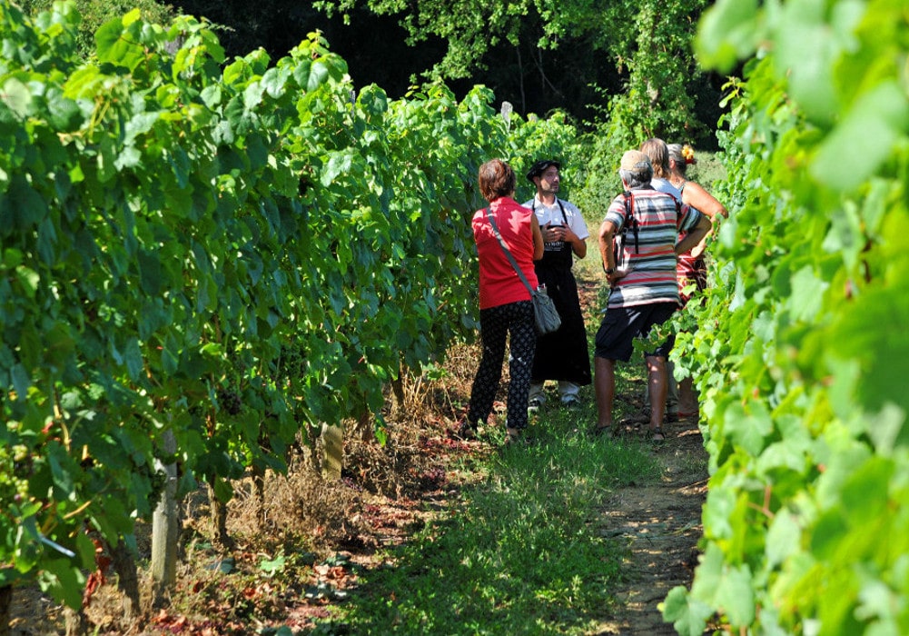 Visite commentée dans les vignes Saint-Mont Gers