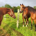 Colonie de Vacances à la Ferme 7-12 ans Été à Paulinet - Juvigo