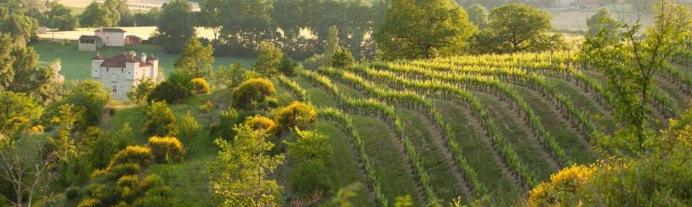 vignes chateau Herrebouc Gers