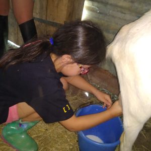 Sejour-enfant-ferme-traite-chevre-gers